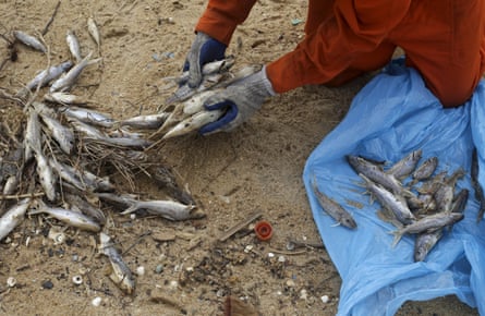 A local fisherman working for a company contracted by Samarco mine operator clears up dead fish found on the beach of Povoacao Village.