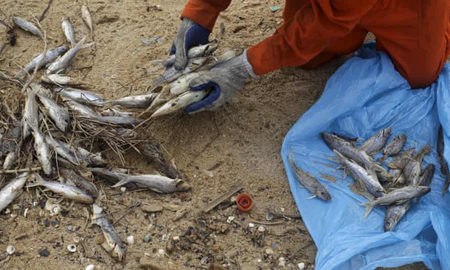 A fisherman clears up dead fish found after the disaster.