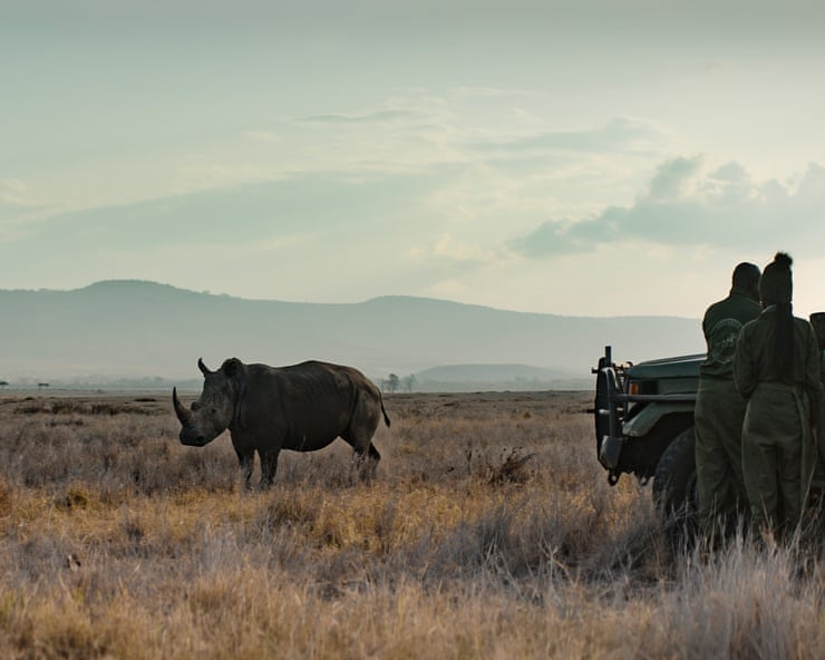 Rhino review – Tom Hardy channels David Attenborough in mission to save Kenya’s rhinos Rhino review – Tom Hardy channels David Attenborough in mission to save Kenya’s rhinos