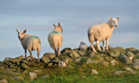 Three sheep standing on a dry stone wall
