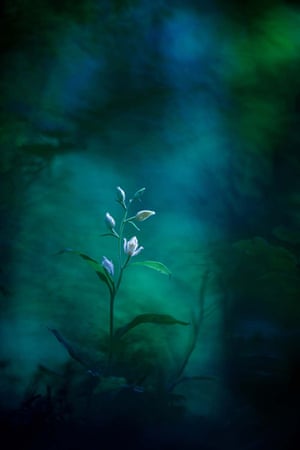 Οι καλύτερες φωτογραφίες από την φύση για το 2021 10 Cephalanthera orchid