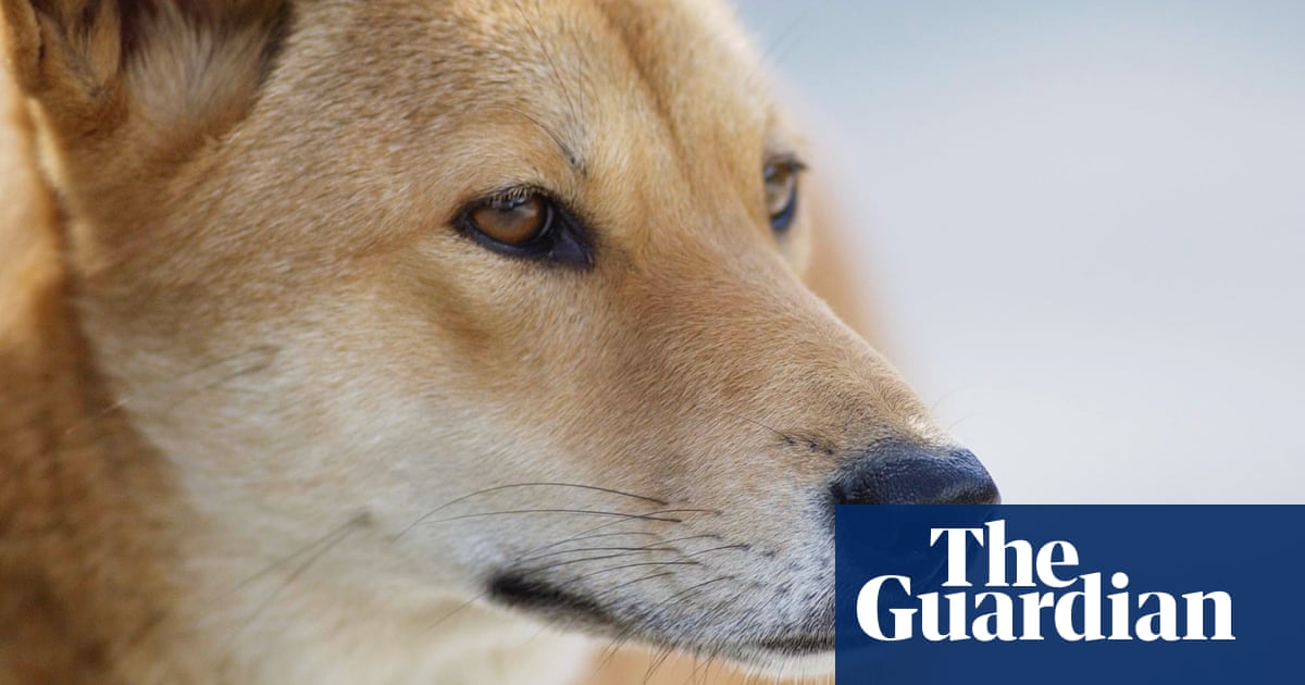Australia dingo attack: toddler airlifted to hospital after being bitten on Fraser Island