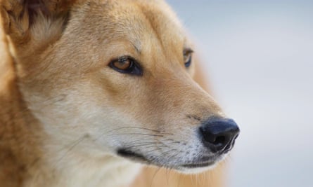 Close-up of a dingo