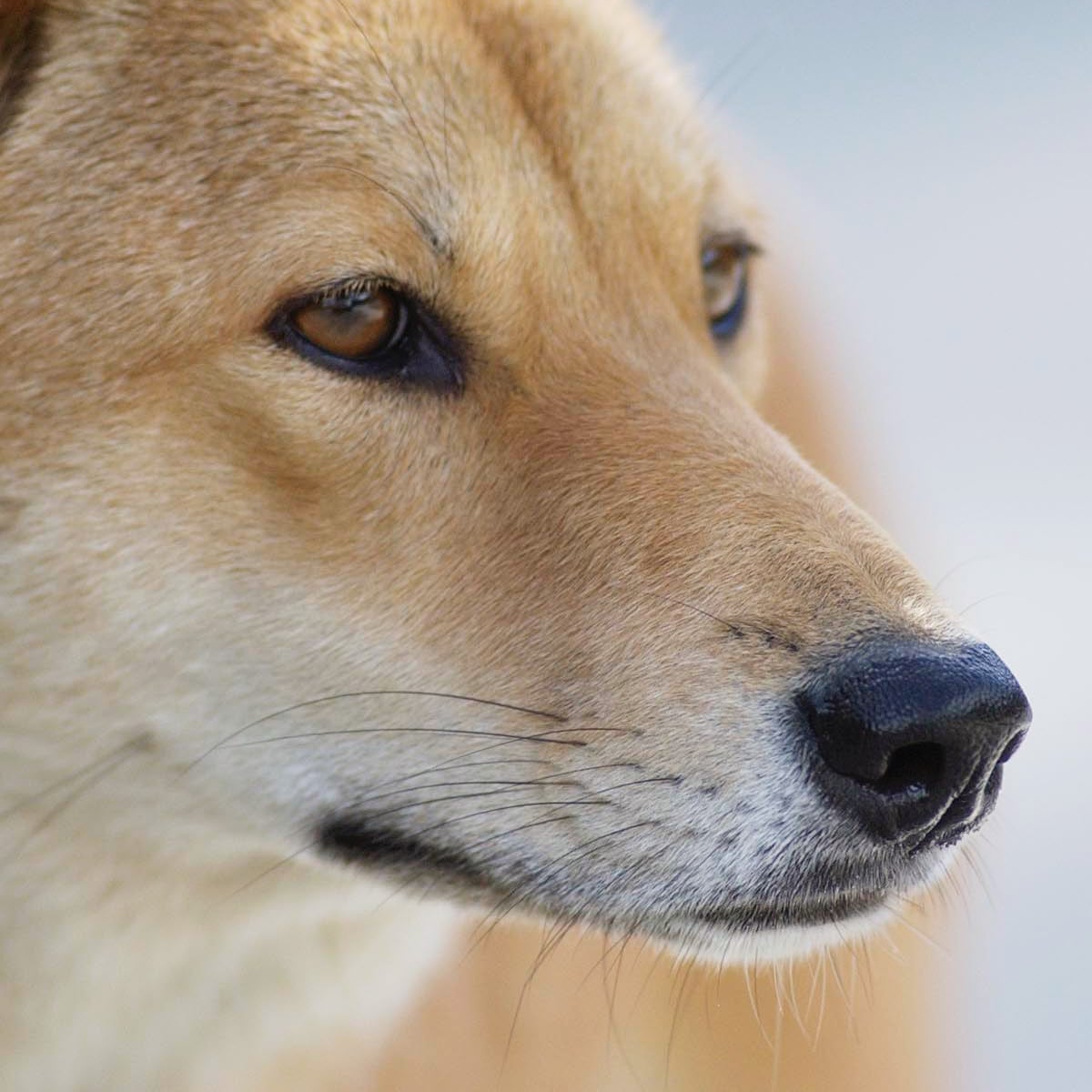 Canine Confusion Nsw Wild Dogs Found To Be Dingoes Or Dingo Hybrids Environment The Guardian