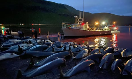 Carcasses of white-sided dolphins lie on a beach in the Faroe Islands this week.
