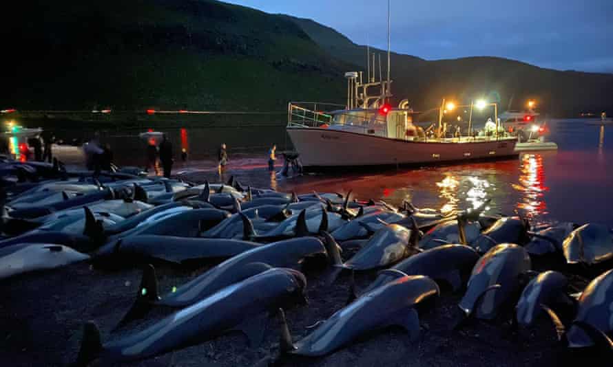 Dolphin carcasses on Eysturoy in the Faroe Islands on Sunday.