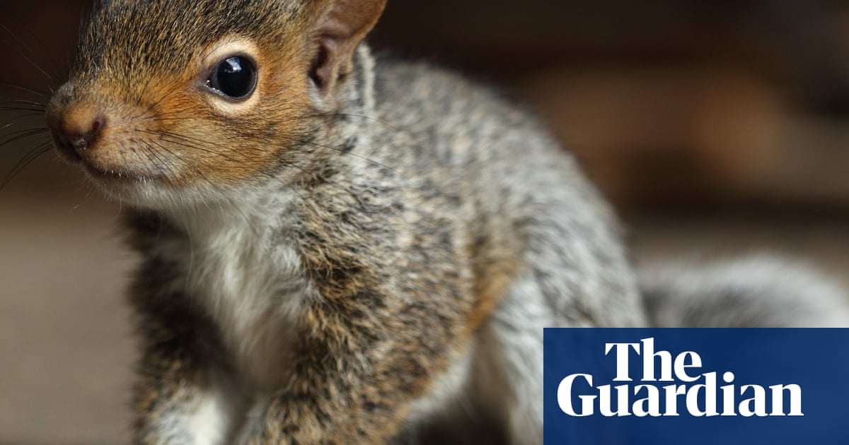 Papal beginnings, crowded islands and a rescued baby squirrel take the Thursday quiz