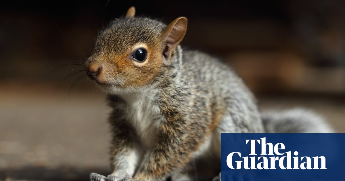 Police in Germany rescue man being chased by baby squirrel