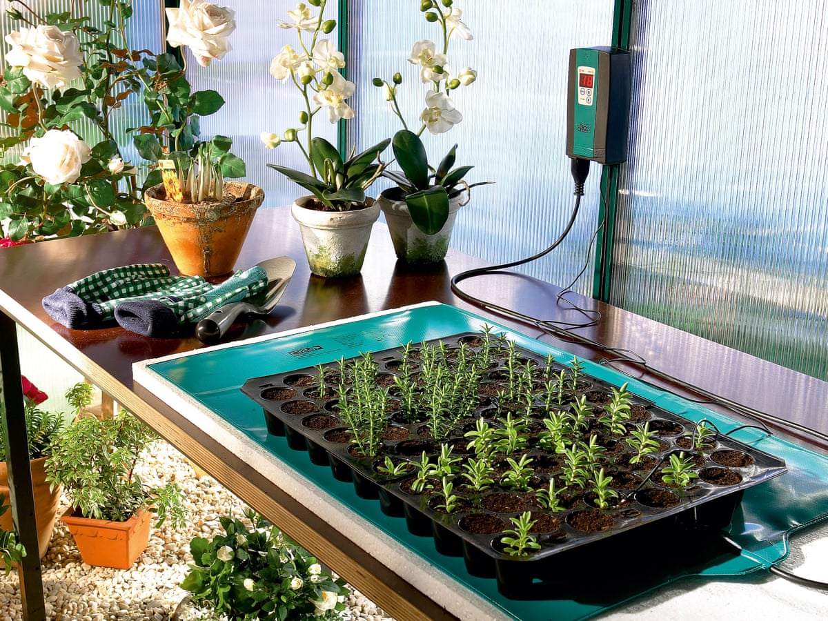small plants on a Thermostat Heat Mat