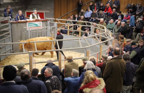 Highland bull, Hereford Market, February 2023