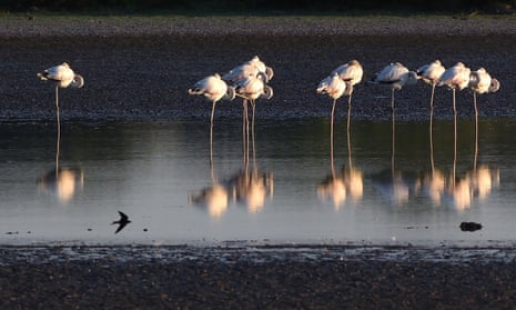 The Doñana national park sustains millions migrating birds