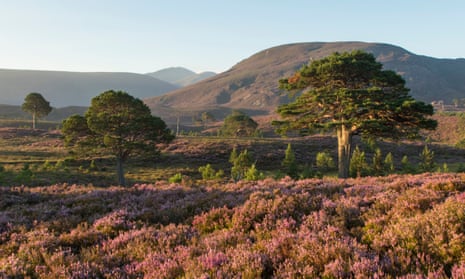 Scots pines and flowering heather moorland in the Cairngorms national park.