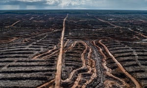 Forest clearance in Indonesia