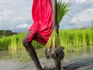 A woman takes rice seedlings to replant in the paddy.