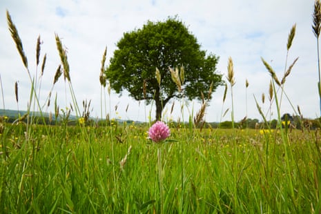 The Greenmount oak surrounded by grass in May