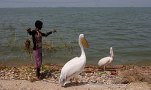 Man with two pelicans