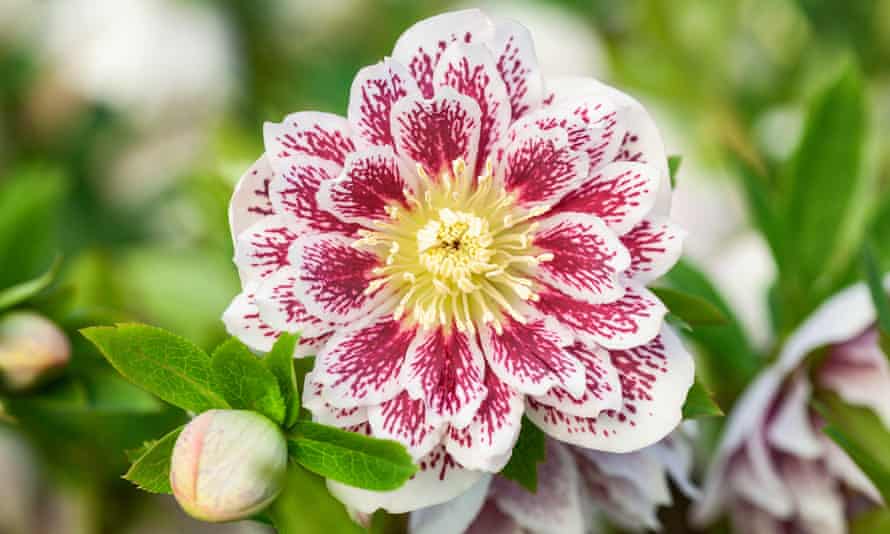 A double white-spotted Hellebore at Ashwood.