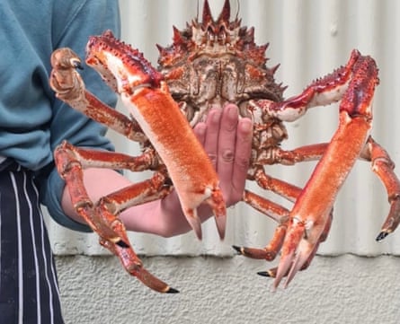 A spider crab being held