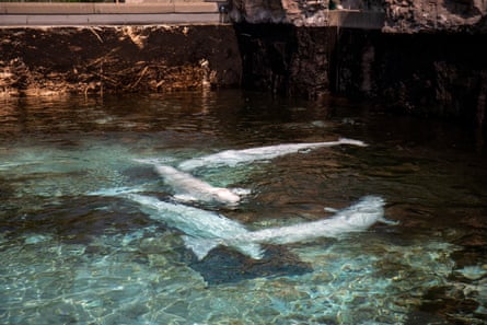 Four beluga whales, which are pale and near-white in colour, swim in a pool.