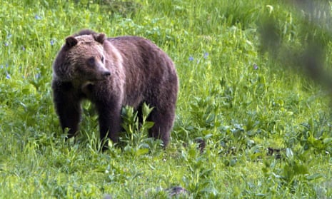 A Montana backcountry guide has been mauled to death in a grizzly bear attack outside Yellowstone national park. 