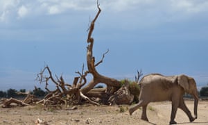 Gabon has poured money into protecting its 50,000 elephants from ivory poachers.