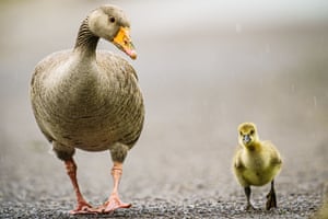 A Greylag and its young gosling waddling around in the rain at Slimbridge wetlands, in Gloucestershire, UK