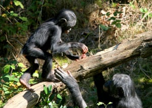 A female Bonobo Chimpanzee teaches a young male to balance. Chimpanzees vary and their culture is variable at every level.