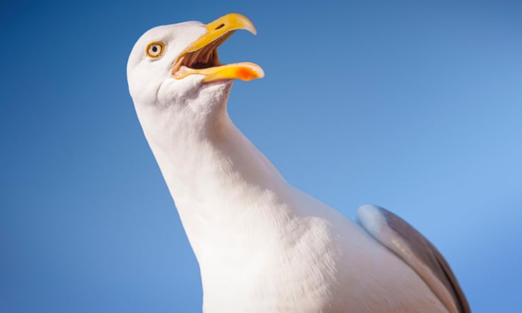 Should feeding gulls be banned to prevent pollution of beaches?