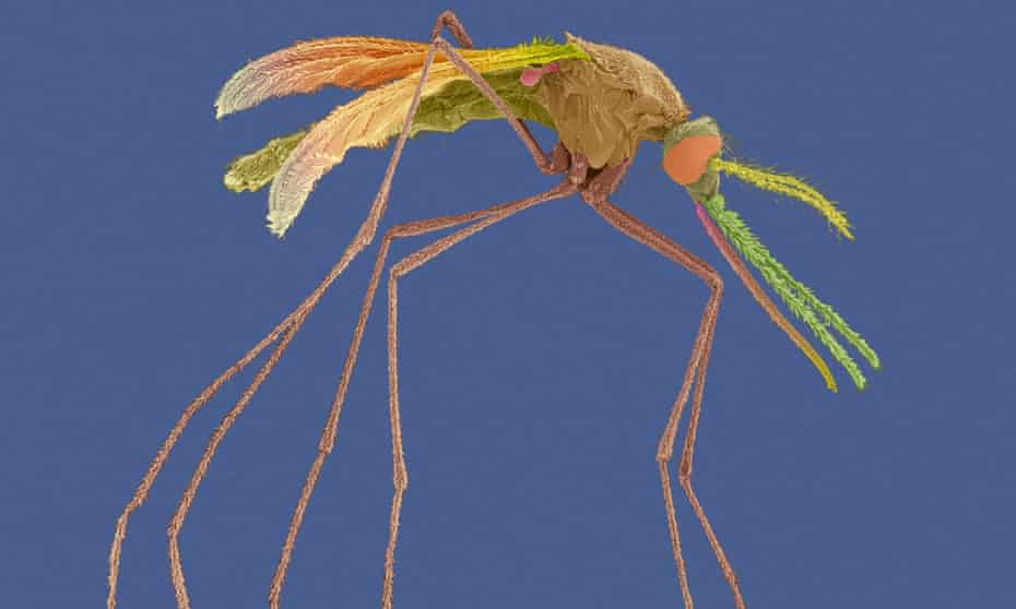 Scanning electron micrograph of a female Anopheles mosquito, a known malaria carrier.
