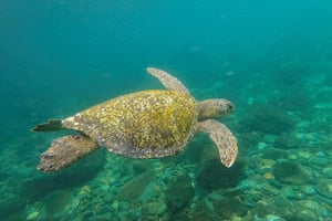 A green sea turtle (Chelonia mydas) swims near Gorgona Island