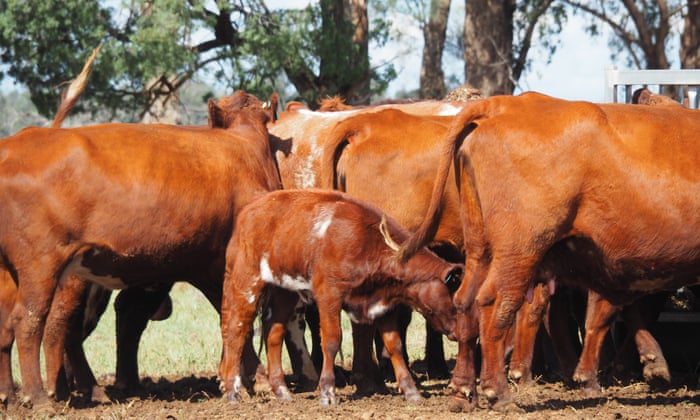 Foot-and-mouth disease, which affects cloven hoofed animals including cattle, could threaten Australia’s livestock industry if detected here.