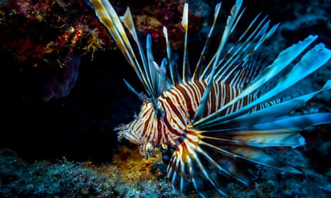 A lionfish seen in deep water.