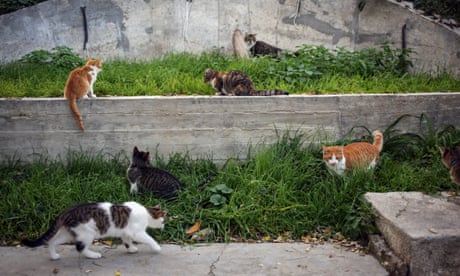 multiple cats prowl in the grass