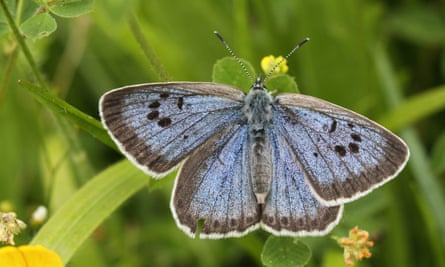 The reintroduced large blue butterfly at Green Down Somerset Wildlife Trust Reserve.
