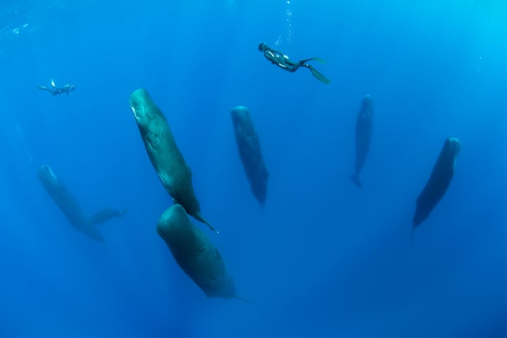 3. Synchronized Sleepers:  Human/Nature FinalistFranco Banfi and his fellow divers were following this pod of sperm whales in the Caribbean Sea off the Commonwealth of Dominica, when they suddenly seemed to fall into a vertical slumber. First observed in 2008, scientists have found that these massive marine animals spend about 7 per cent of their time asleep Photograph: Franco Banfi