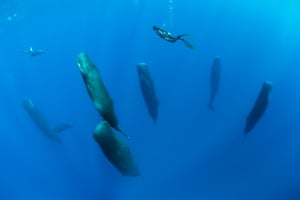 Synchronized Sleepers: Human/Nature FinalistFranco Banfi and his fellow divers were following this pod of sperm whales in the Caribbean Sea off the Commonwealth of Dominica, when they suddenly seemed to fall into a vertical slumber. First observed in 2008, scientists have found that these massive marine animals spend about 7 per cent of their time alseep