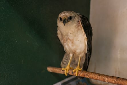 A mantled hawk
