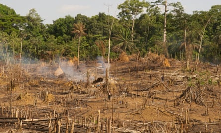Sino County, Liberia: A person stands amid the remnants of slash and burn deforestation.