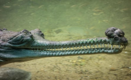 Gharials have a distinctive snout tipped with a bulbous mass.