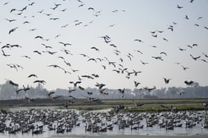 Hundreds of bar-headed geese flock near the India-Pakistan border at Gharana village in Ranbir Singh Pura, India