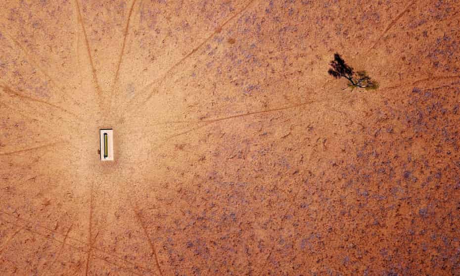A lone tree stands near a water trough in a drought-hit paddock