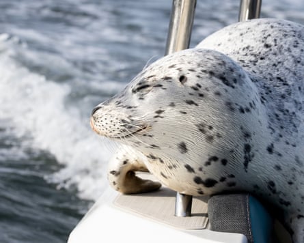 A seal on a boat