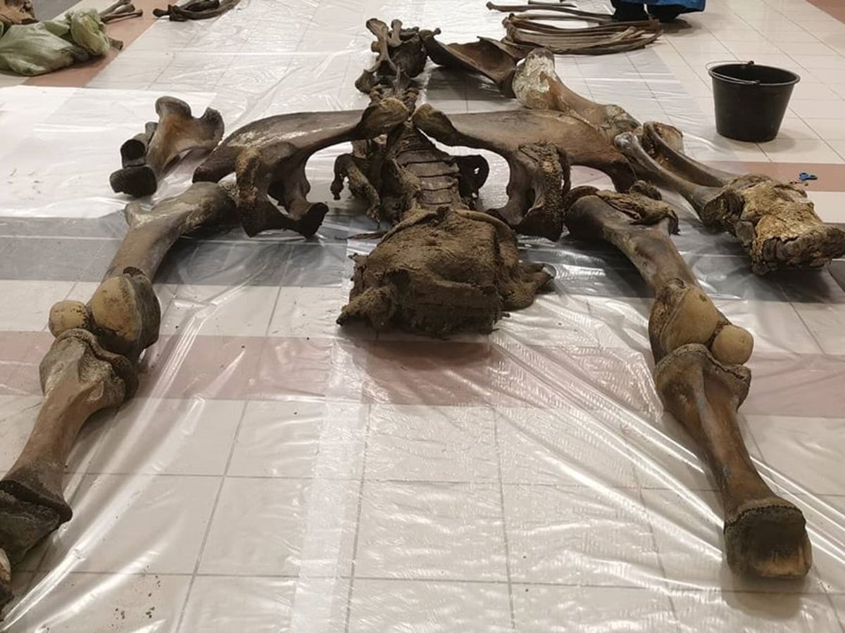 Remains of 10,000-year-old woolly mammoth pulled from Siberian lake | Fossils | The Guardian
