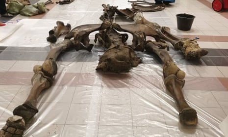 A newly discovered Yamal woolly mammoth skeleton