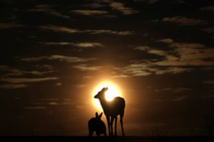 White-tailed deer silhouetted by the sunset in Buffalo, New York, US
