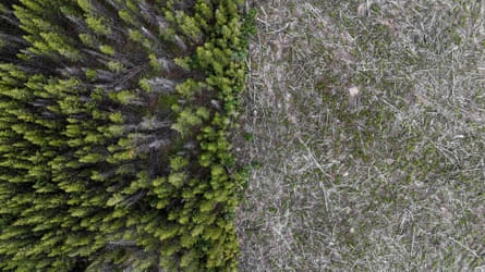 An aerial view of a partly felled forest