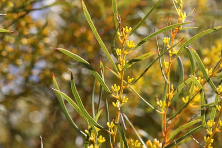 Moon Lagoon mallee adult foliage; long green leaves with small yellow buds