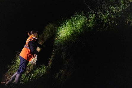 At night, an environmental scientist examines a grassy bank with a torch