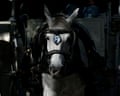 A carriage horse