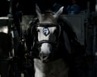 New York city council votes to ban horse-drawn carriage rides
